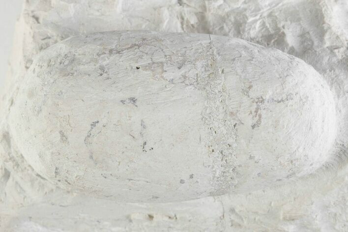 Eocene Fossil Crocodile Egg - Bouxwiller, France #366874